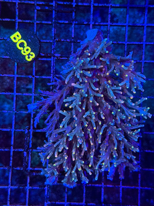 Malay Acro