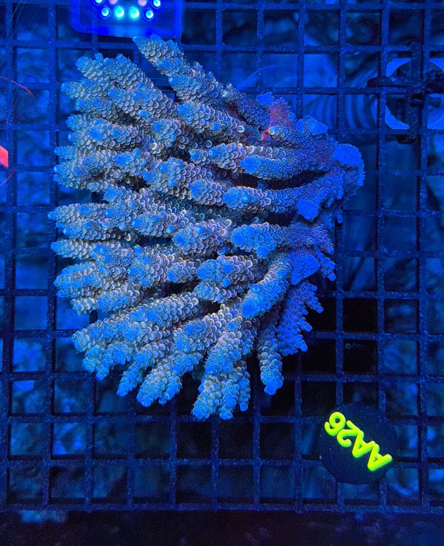 Malay Acro