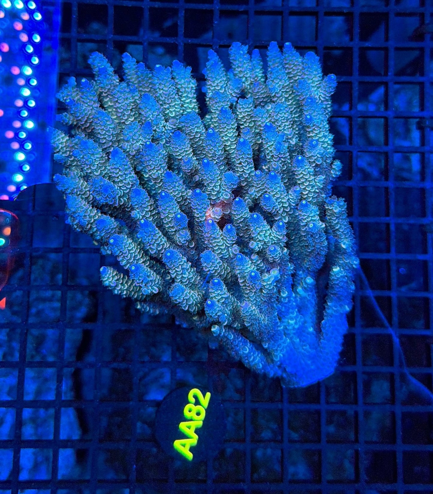 Malay Acro