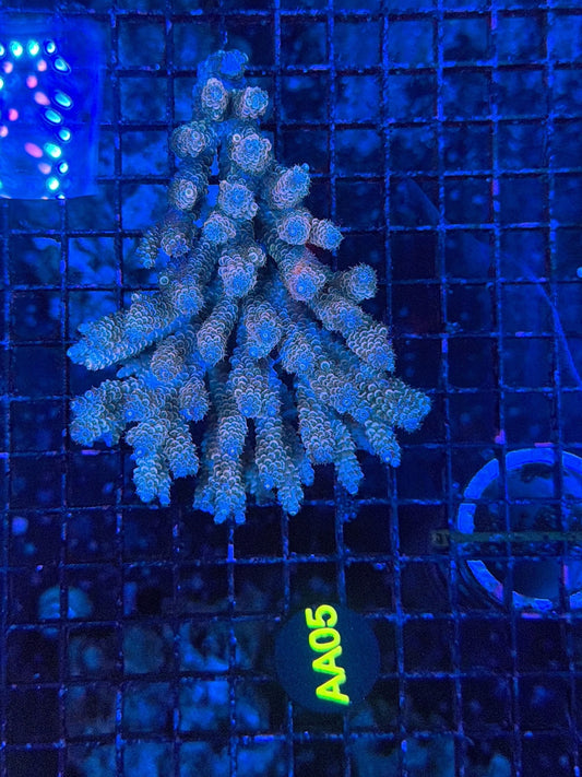 Malay Acro