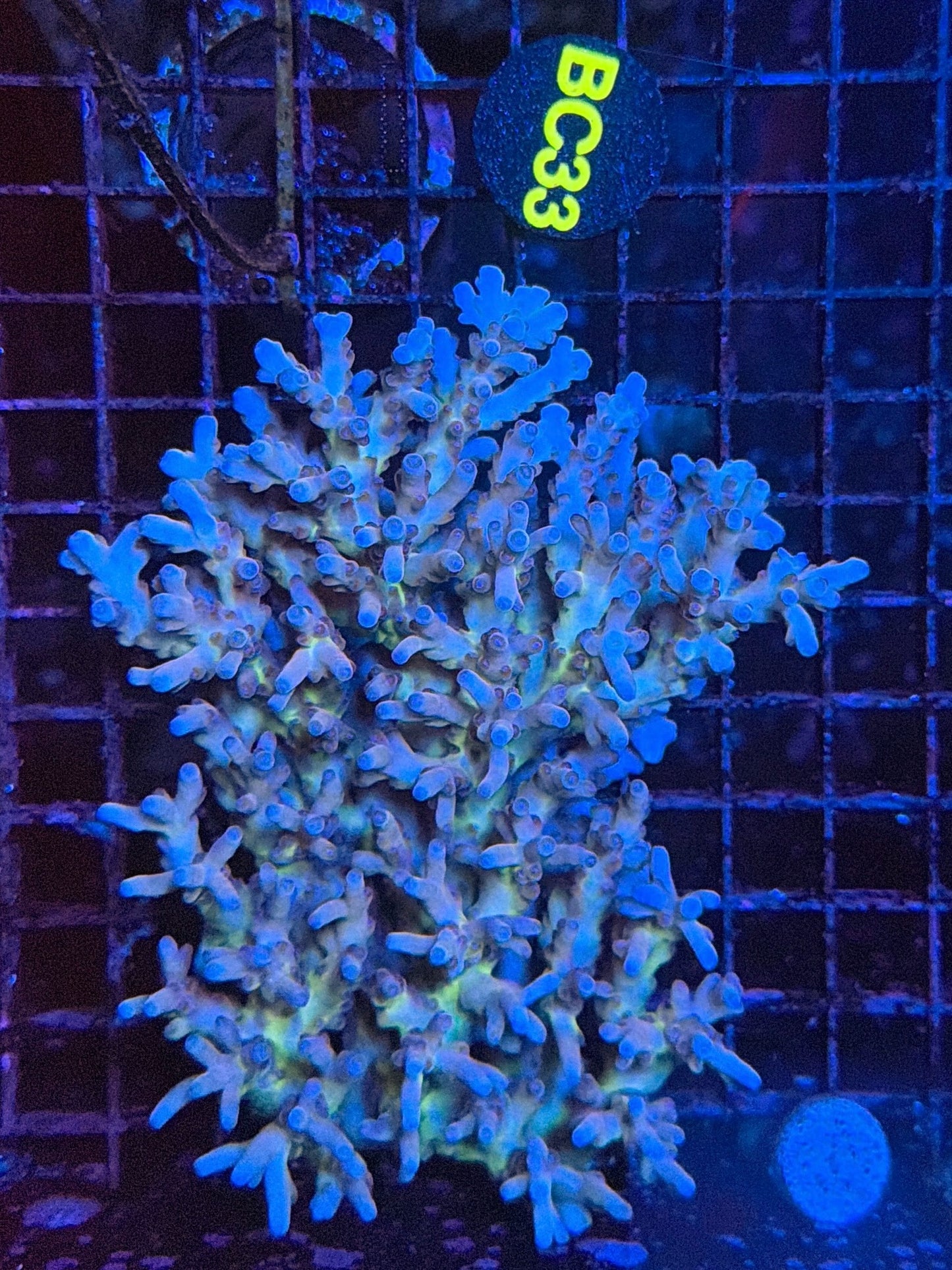 Malay Acro
