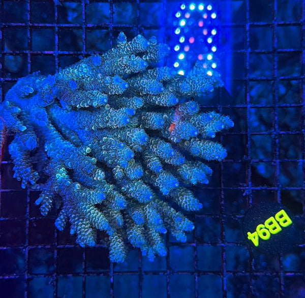 Malay Acro