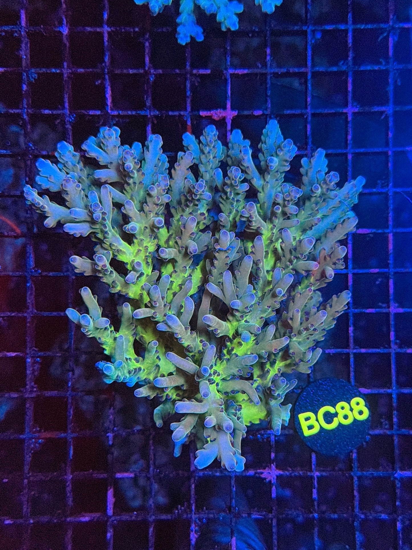 Malay Acro