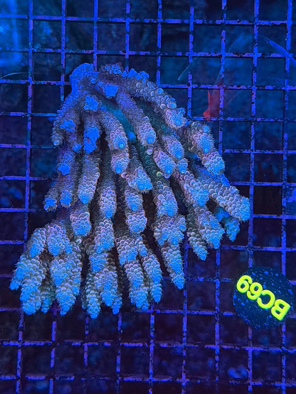 Malay Acro
