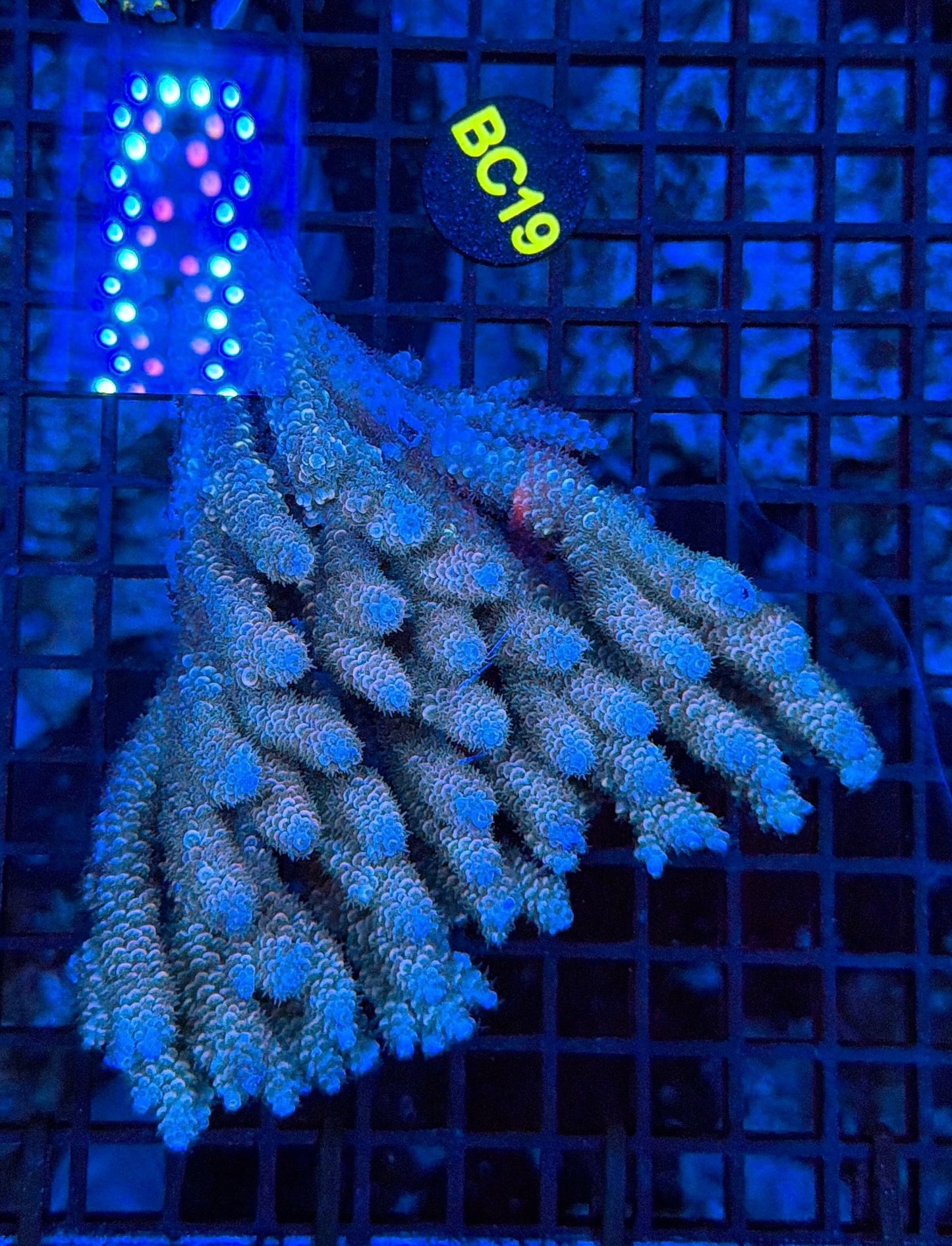 Malay Acro