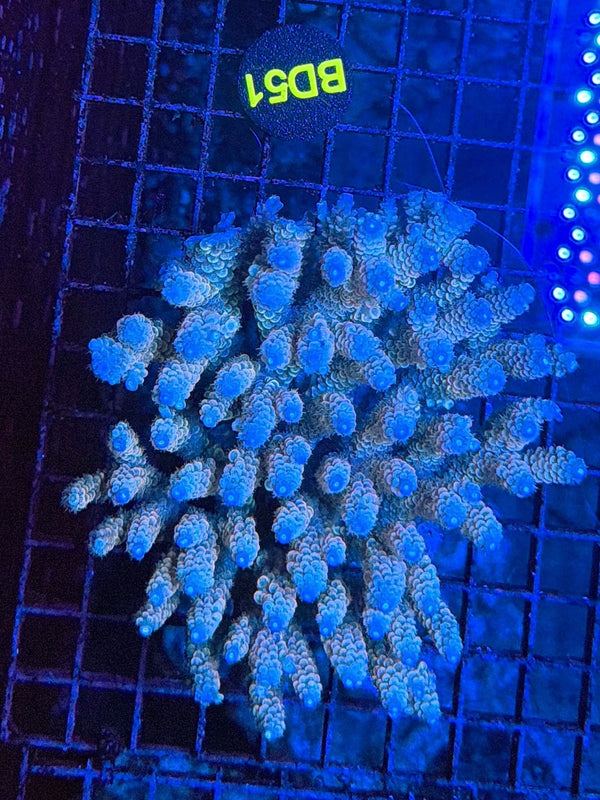 Malay Acro