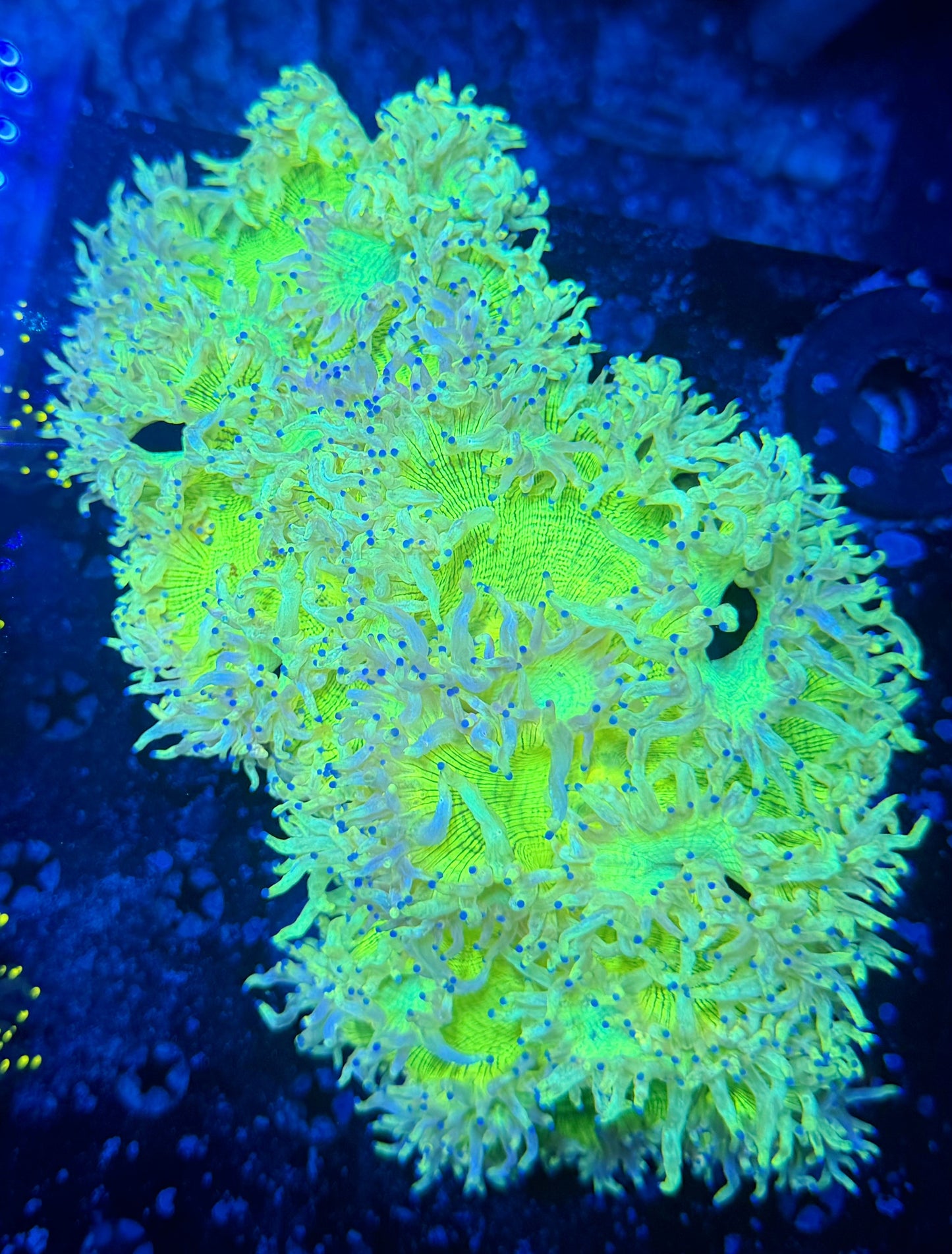 Malay lime elegance
