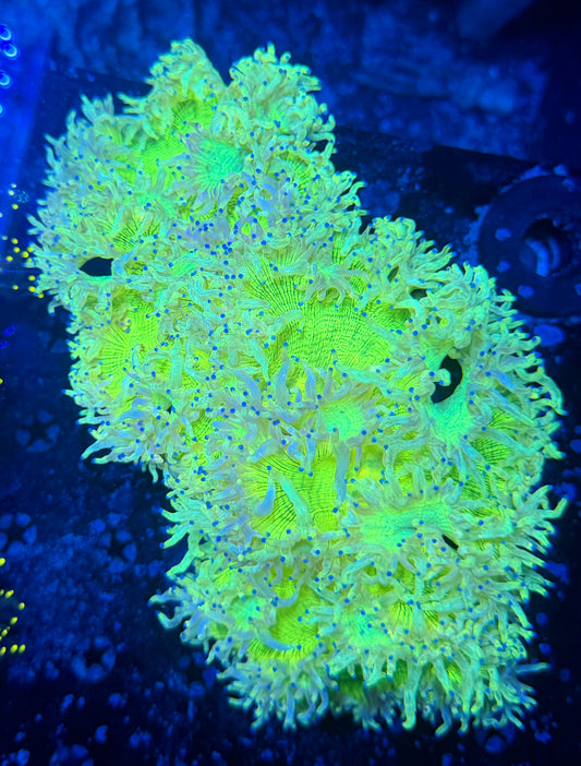 Malay lime elegance