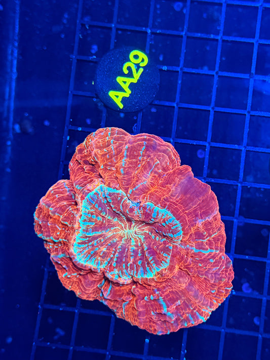 Asian Glitter Acantho