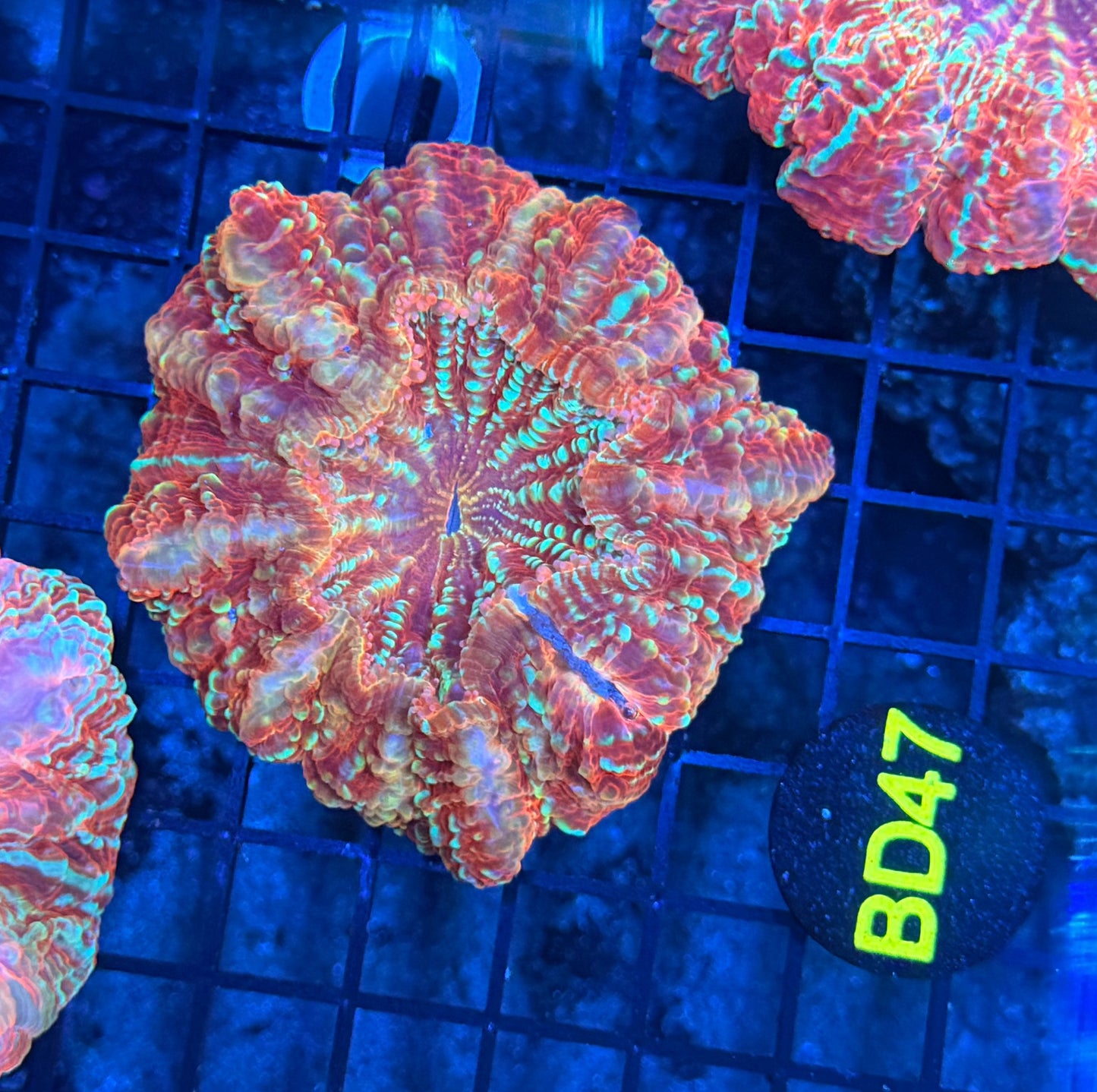 Asian Glitter Acantho