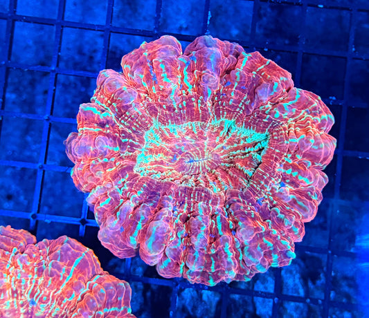 Asian Glitter Acantho