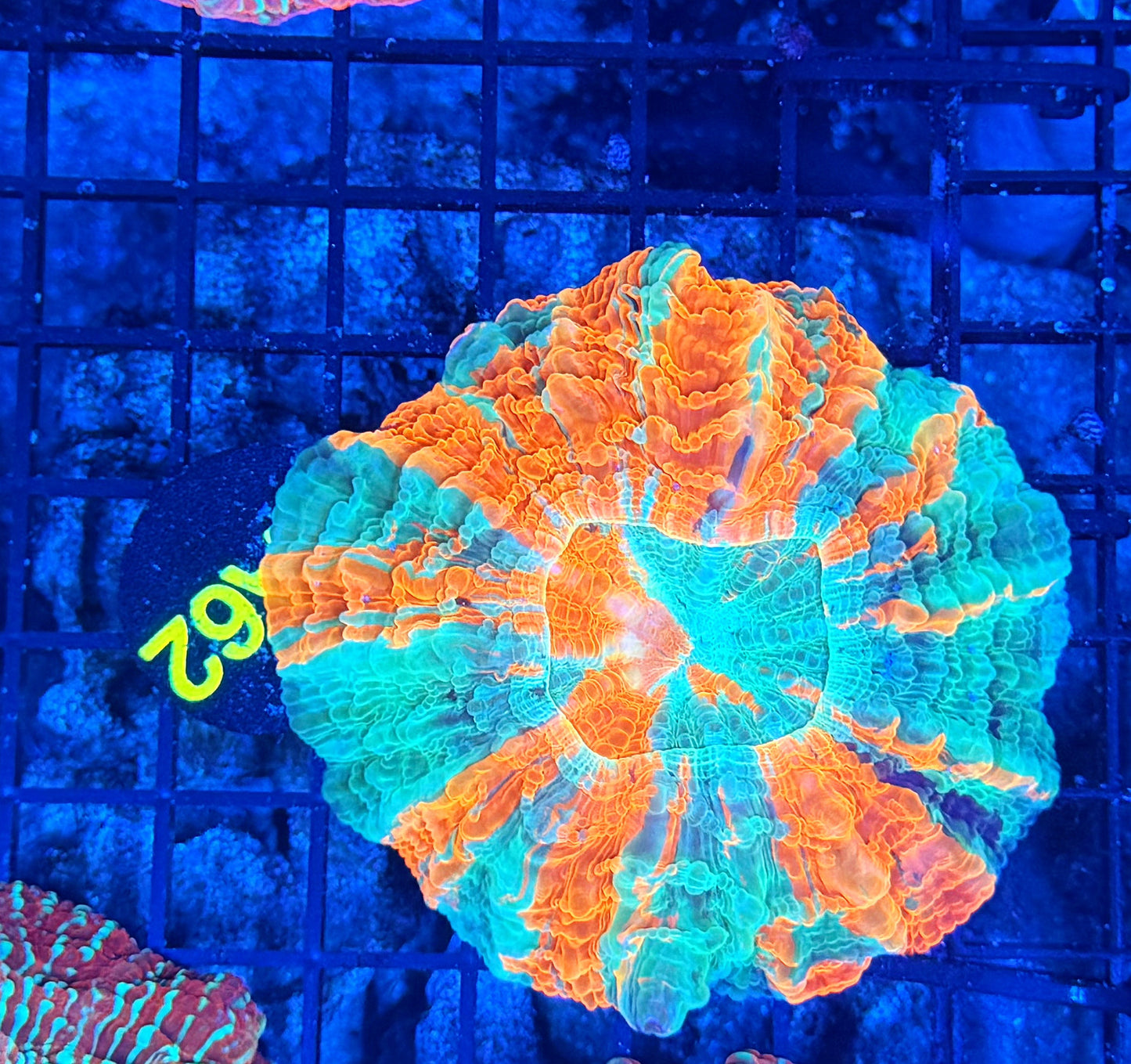 Rainbow Acantho