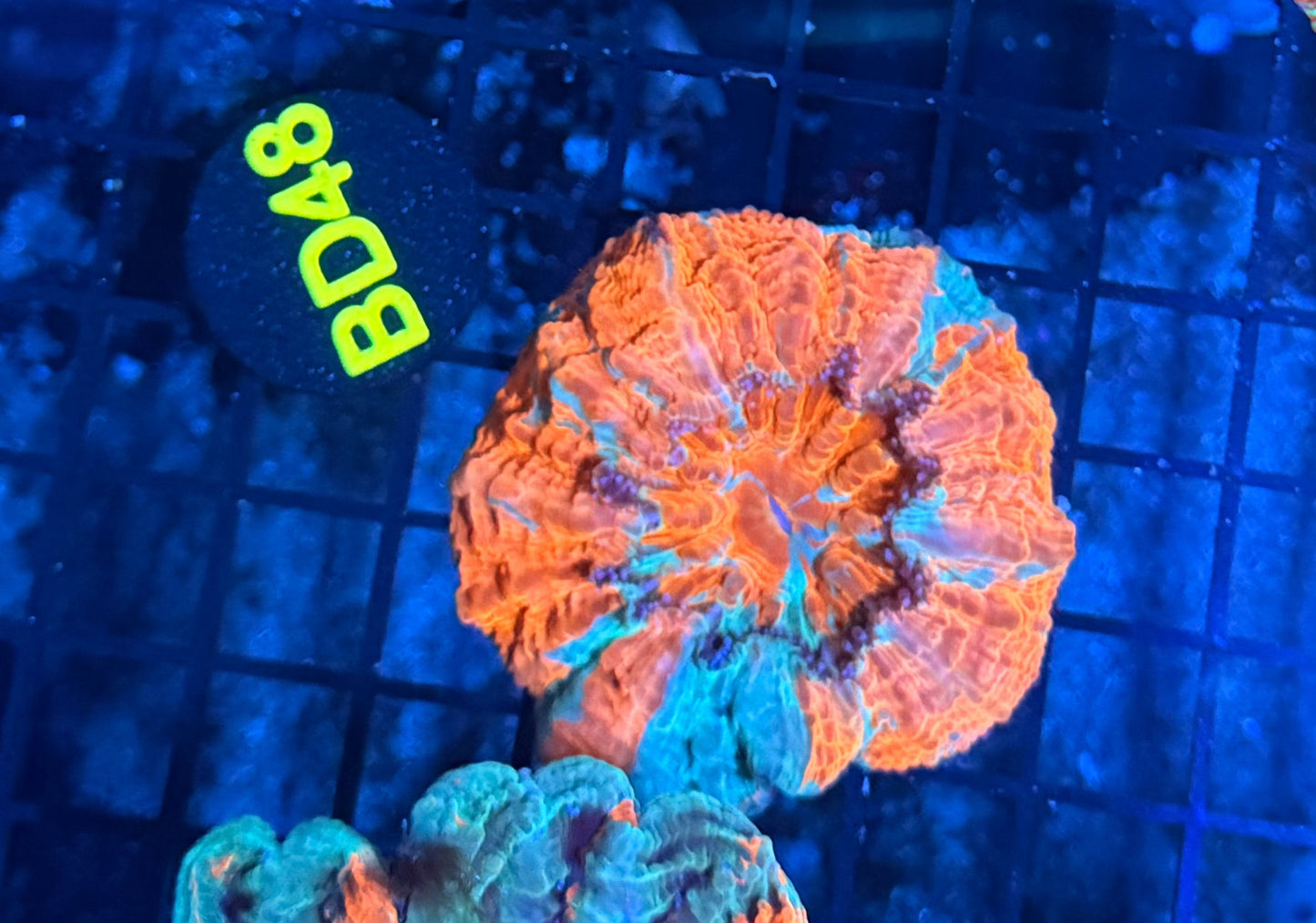 Rainbow Acantho