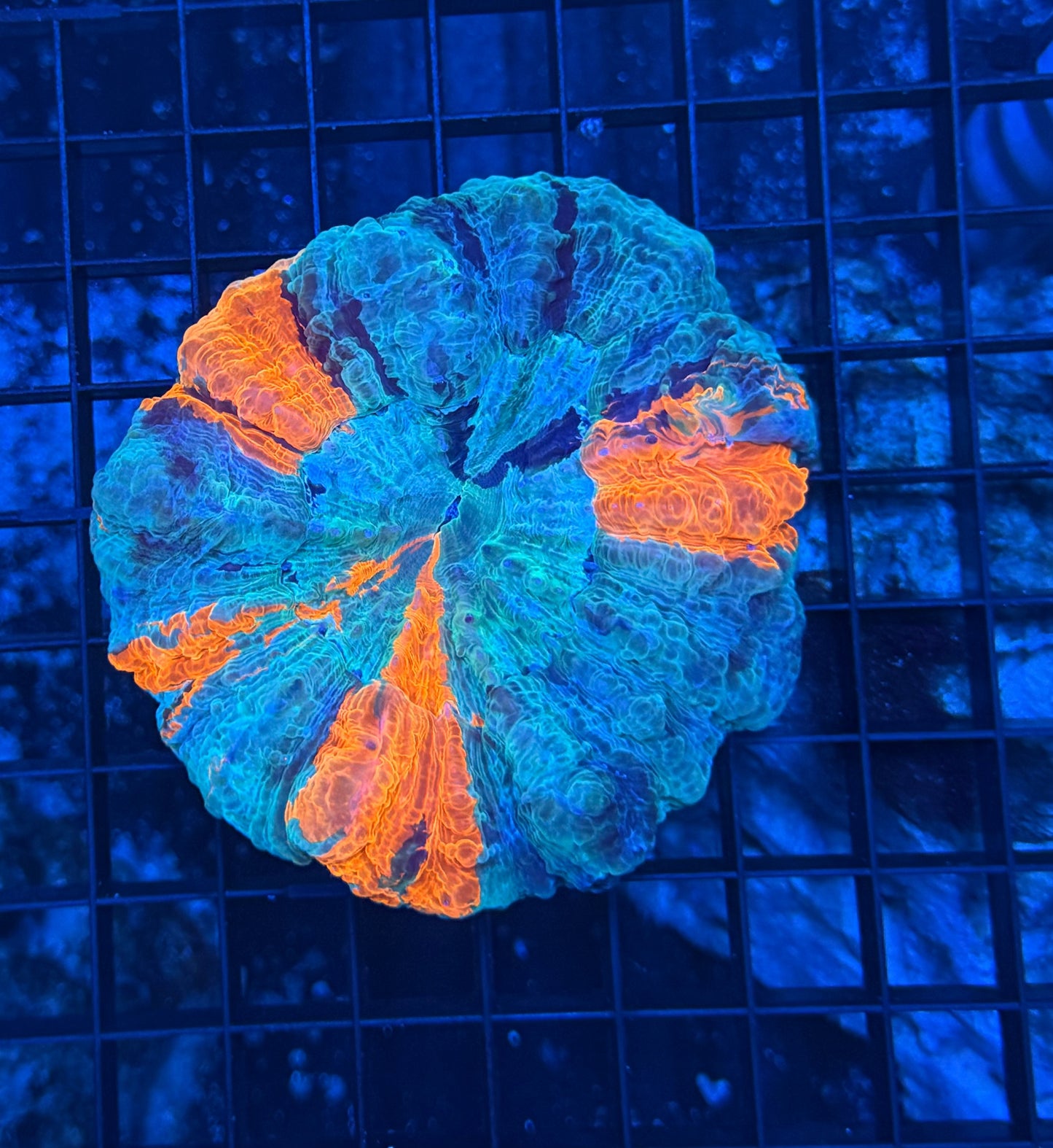 Rainbow Acantho
