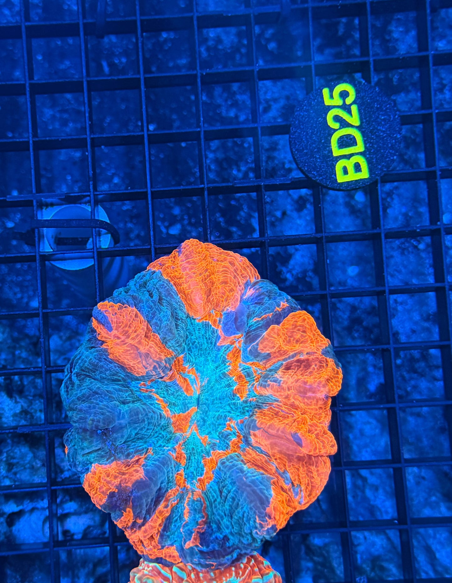Rainbow Acantho