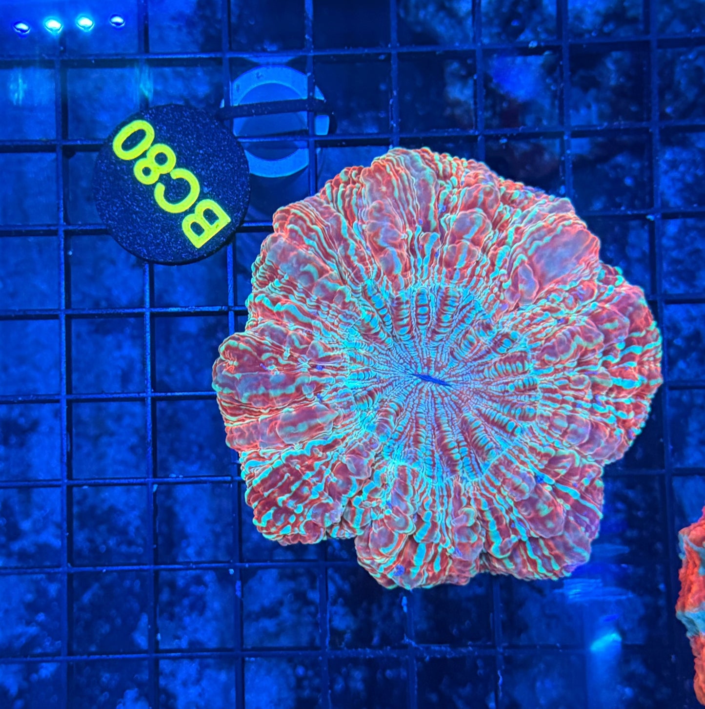Asian Glitter Acantho