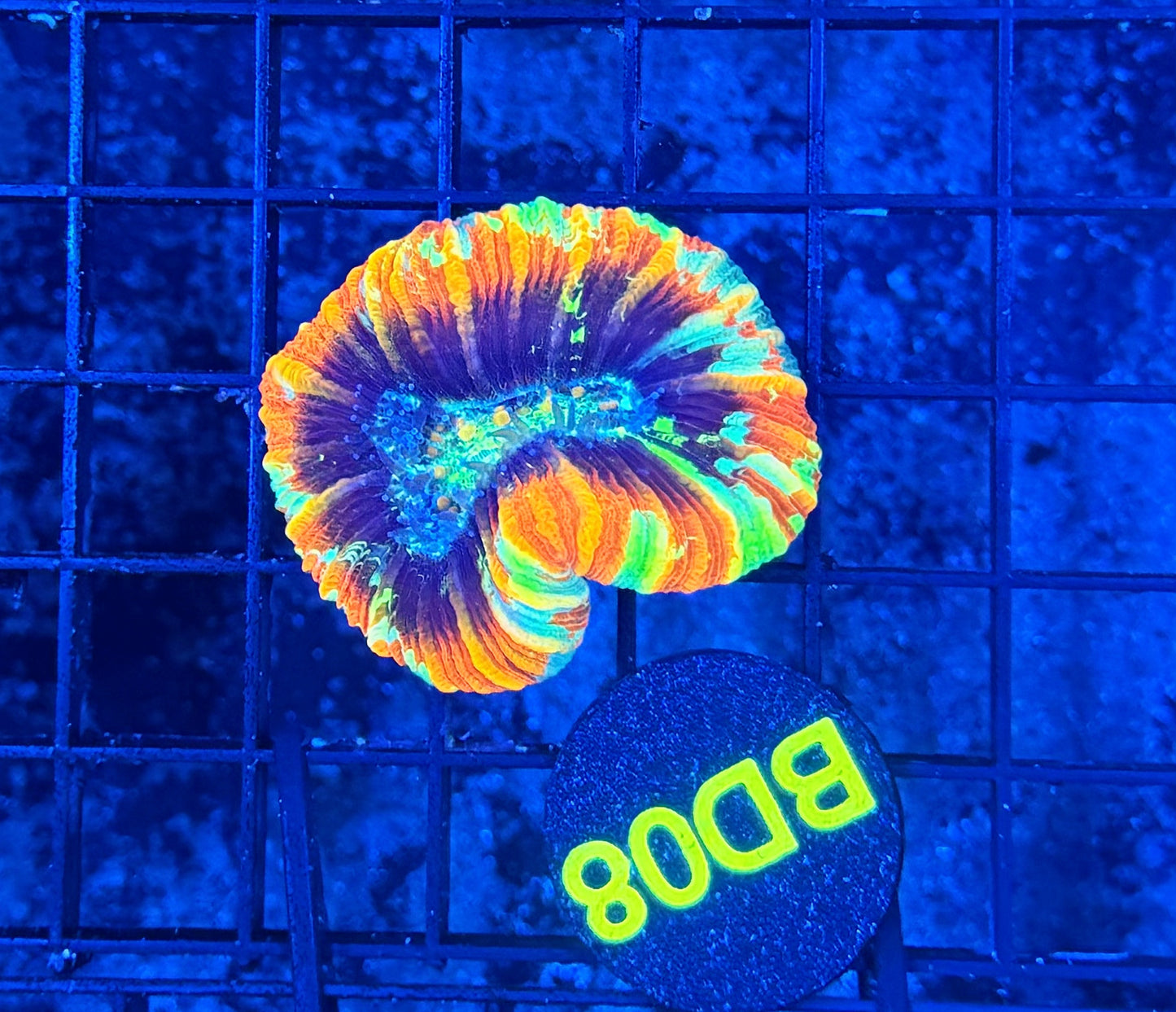 Rainbow Trachy