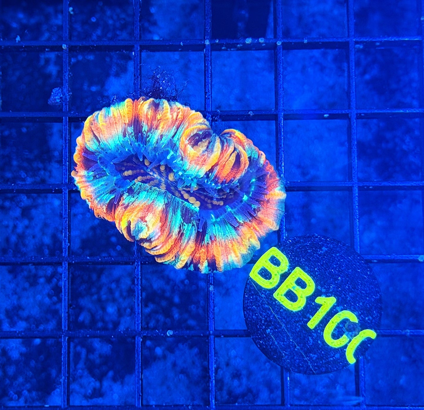 Rainbow Trachy
