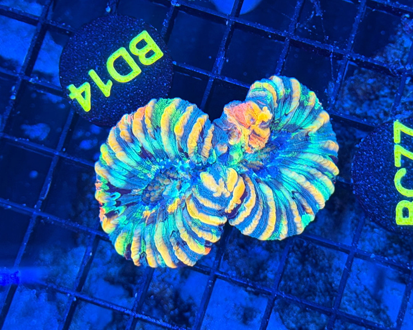 Rainbow Trachy