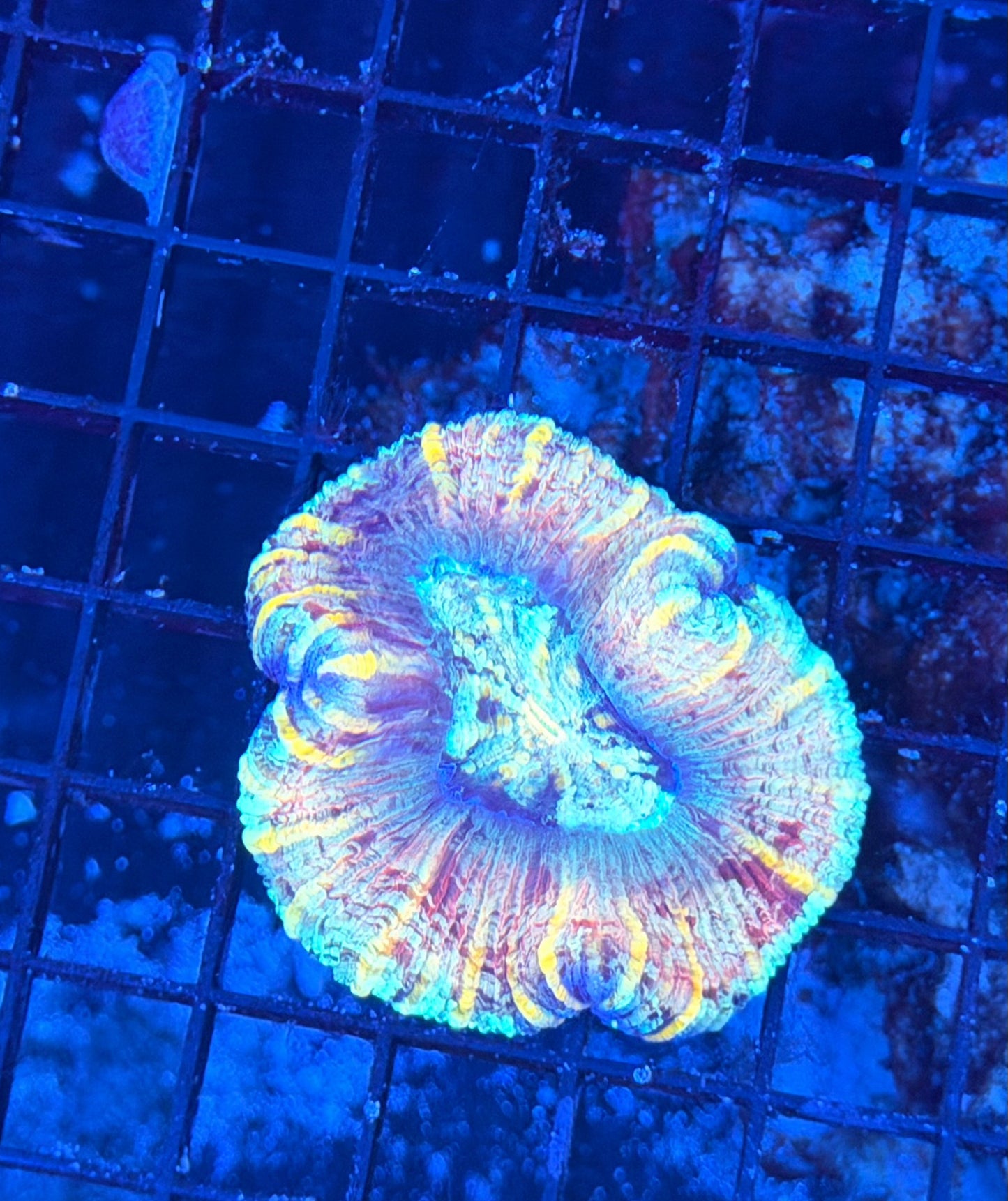 Rainbow Trachy