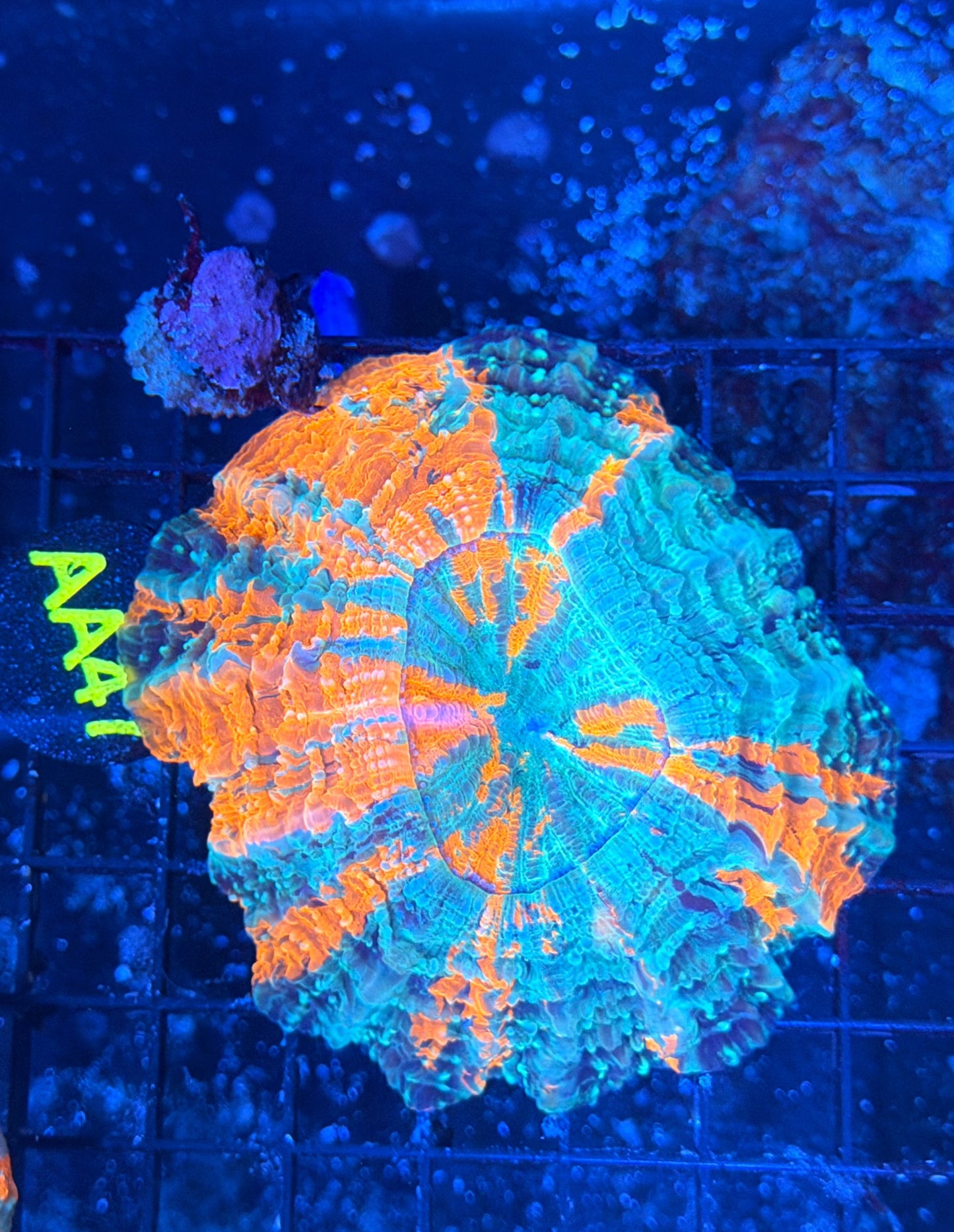 Rainbow Acantho