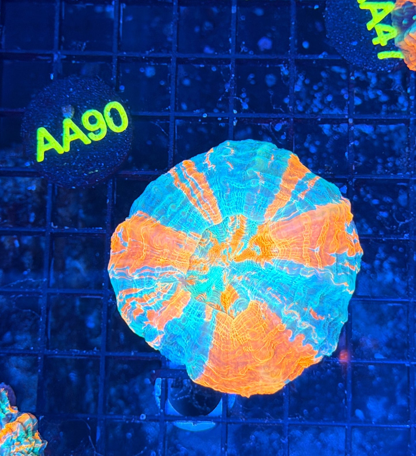 Rainbow Acantho