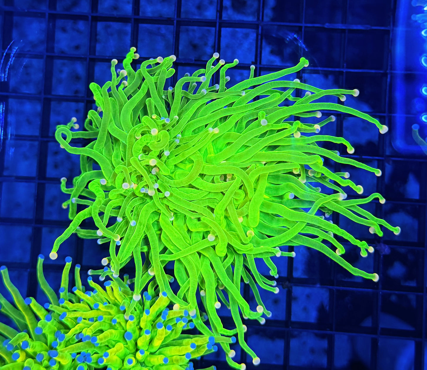 Indo pink tip hg (care bear)