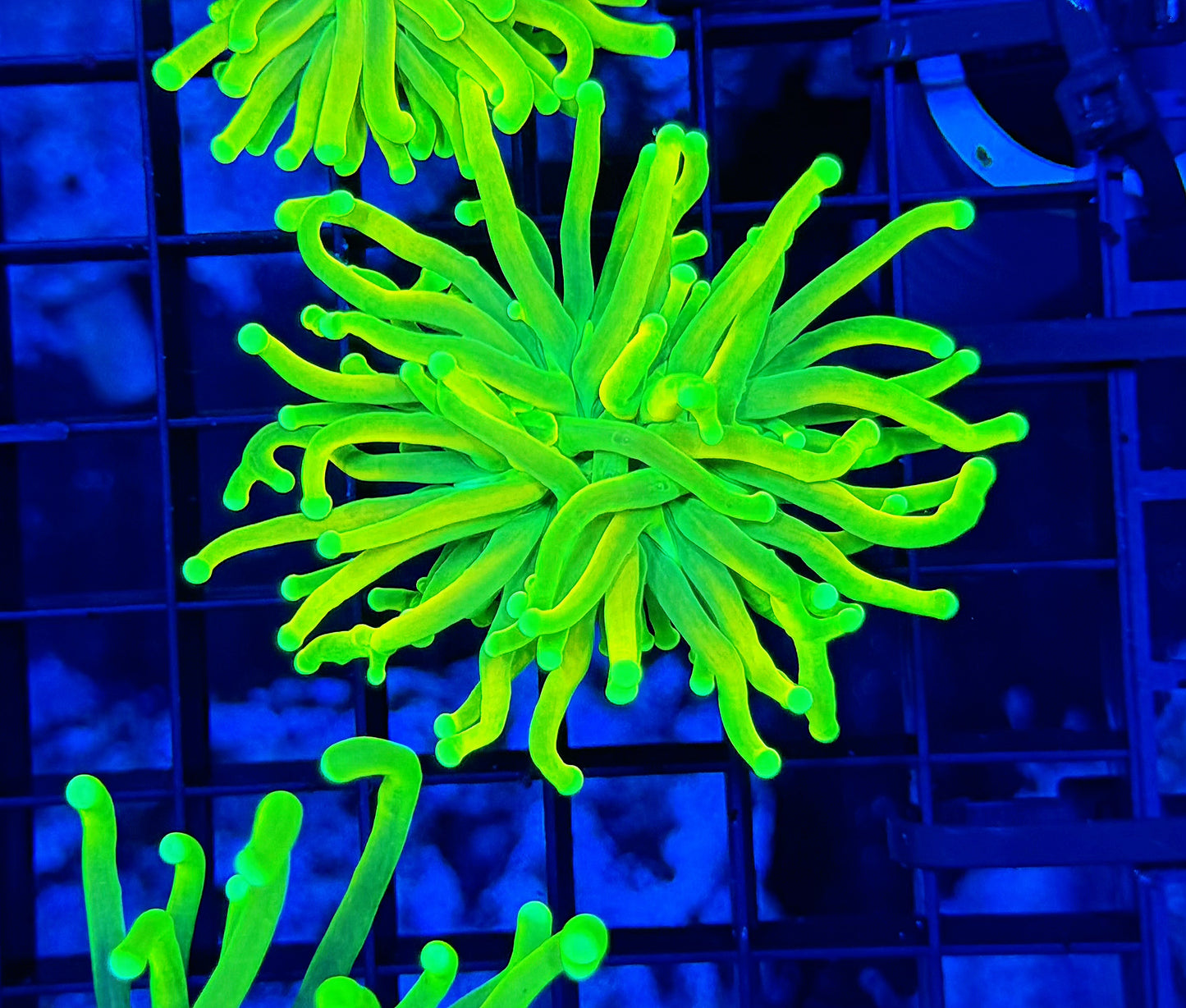 Indo lemon Lime torch