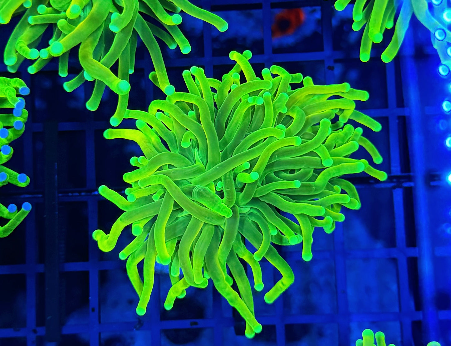 Indo lemon Lime torch
