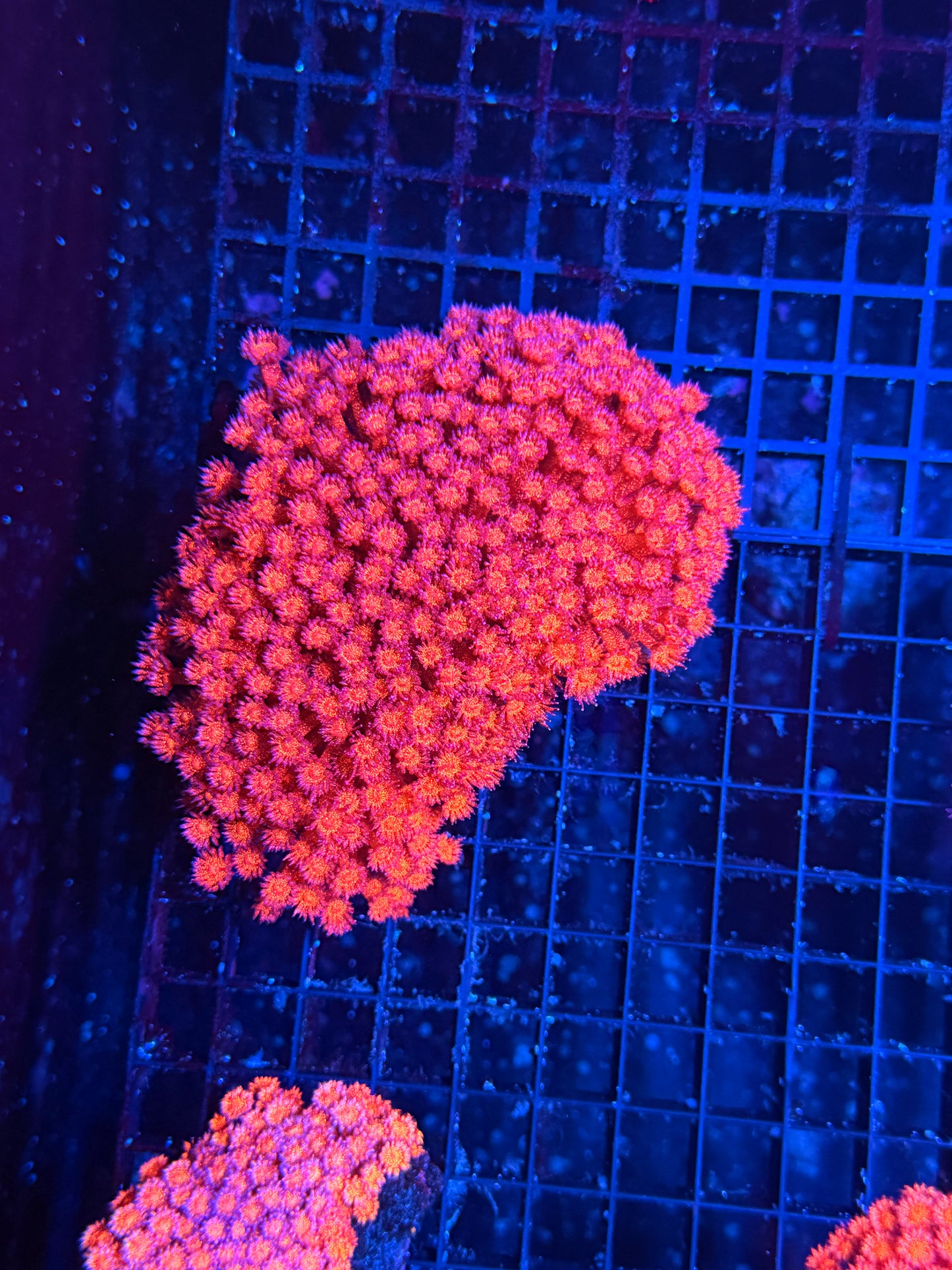 Red Glitter Colony XXL  35+ frags size