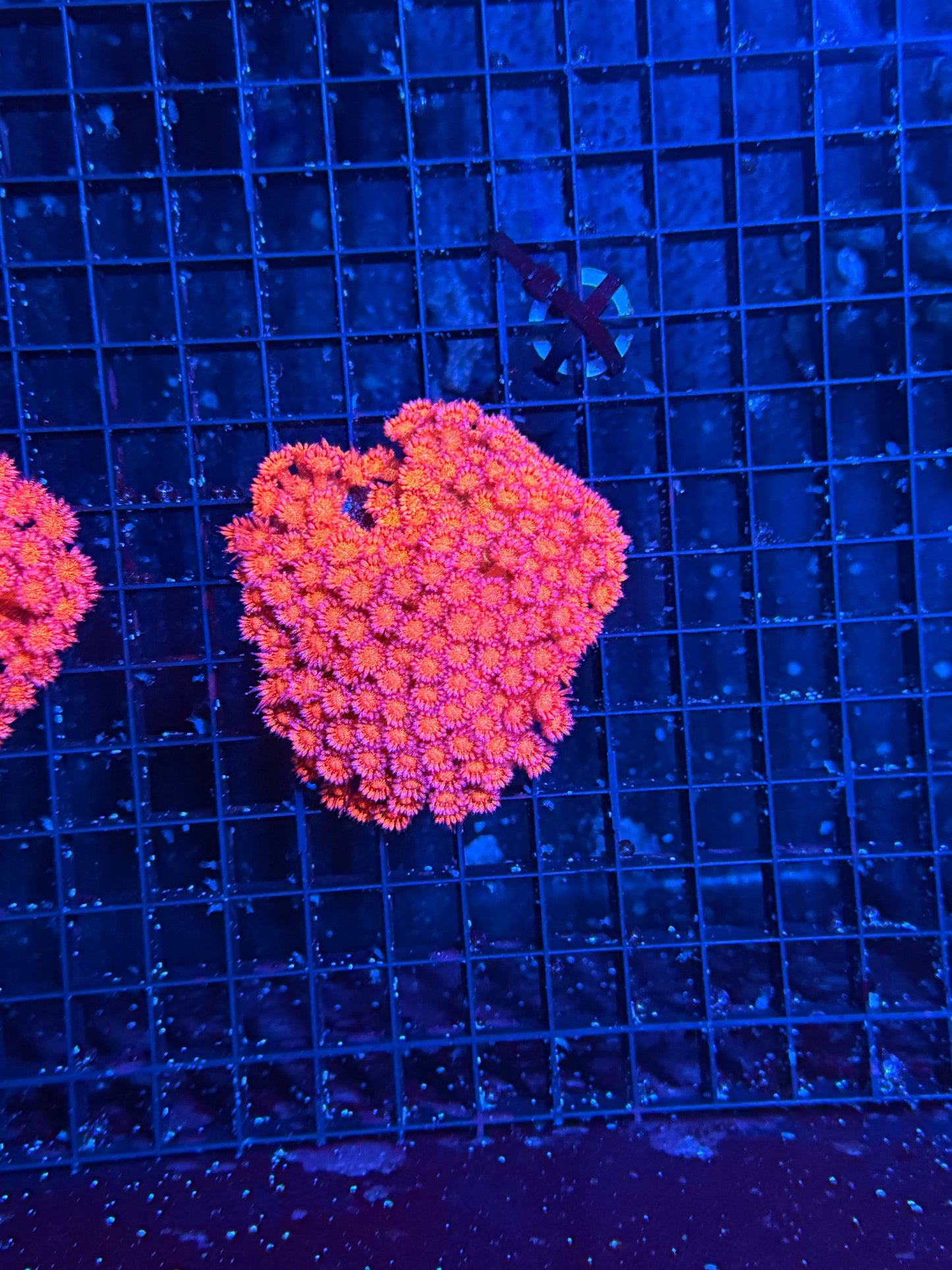 Red Glitter Goni Colony S Size 10-15 frags