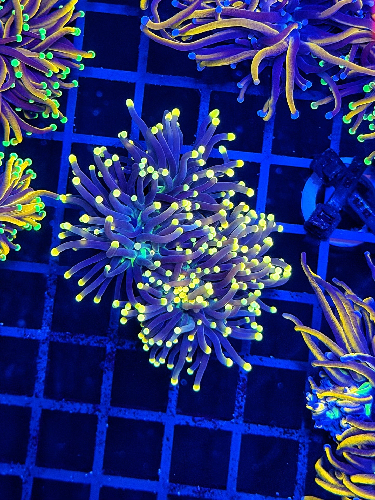 Black light Torch L