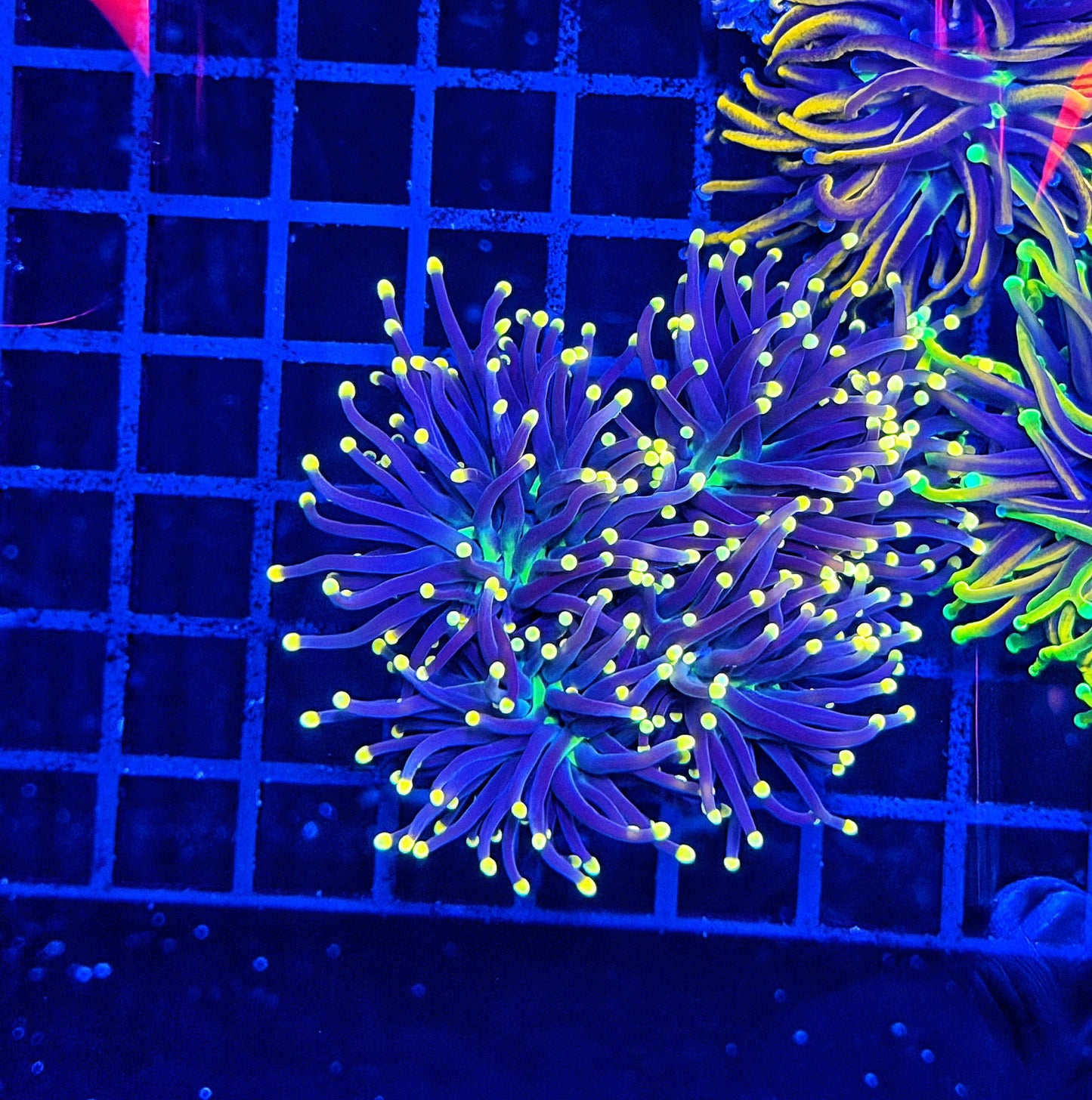 Black light Torch L
