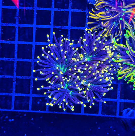 Black light Torch L