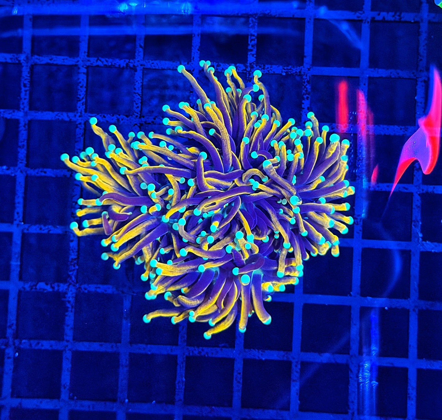 jester  XL