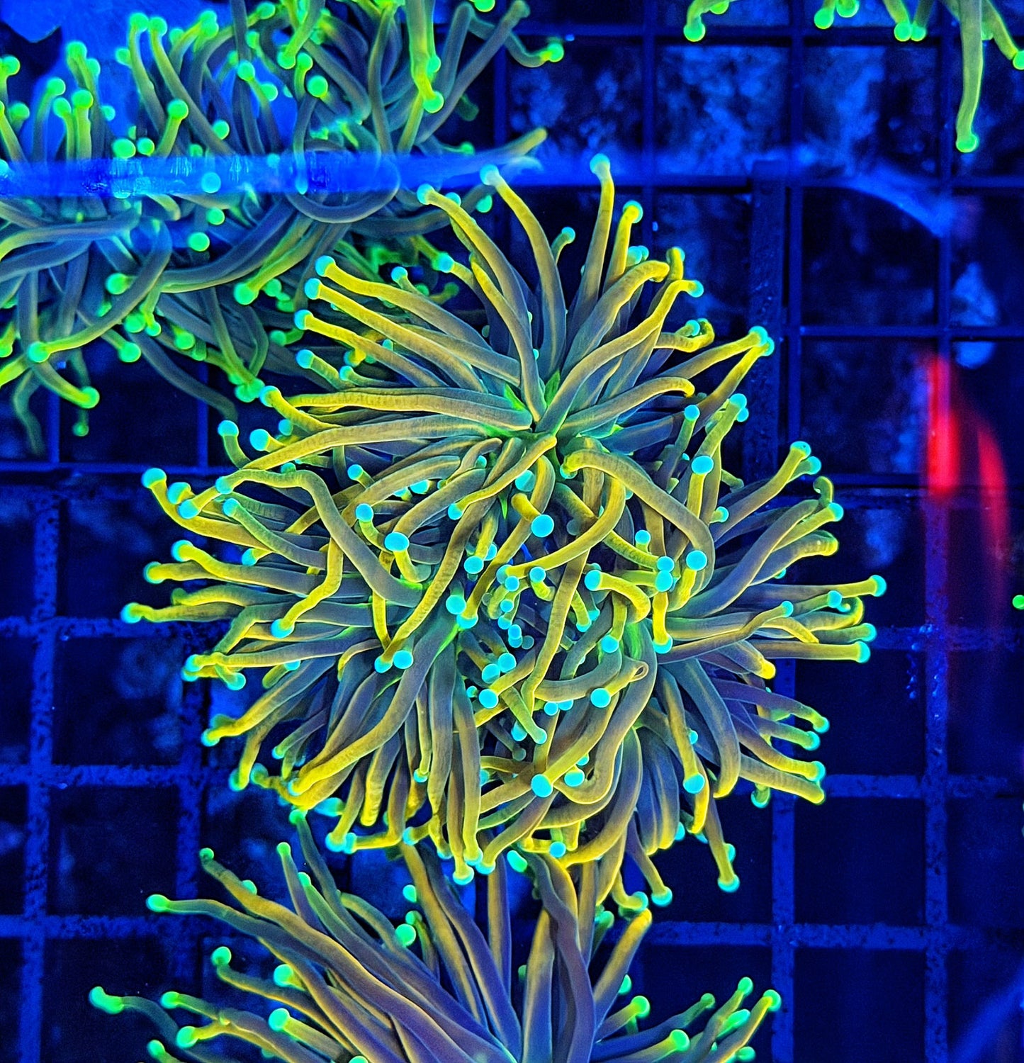 Fire Fly colored up XL