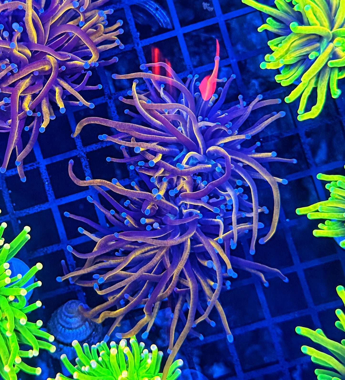 24K L