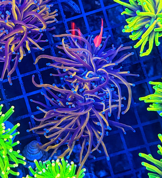 24K L