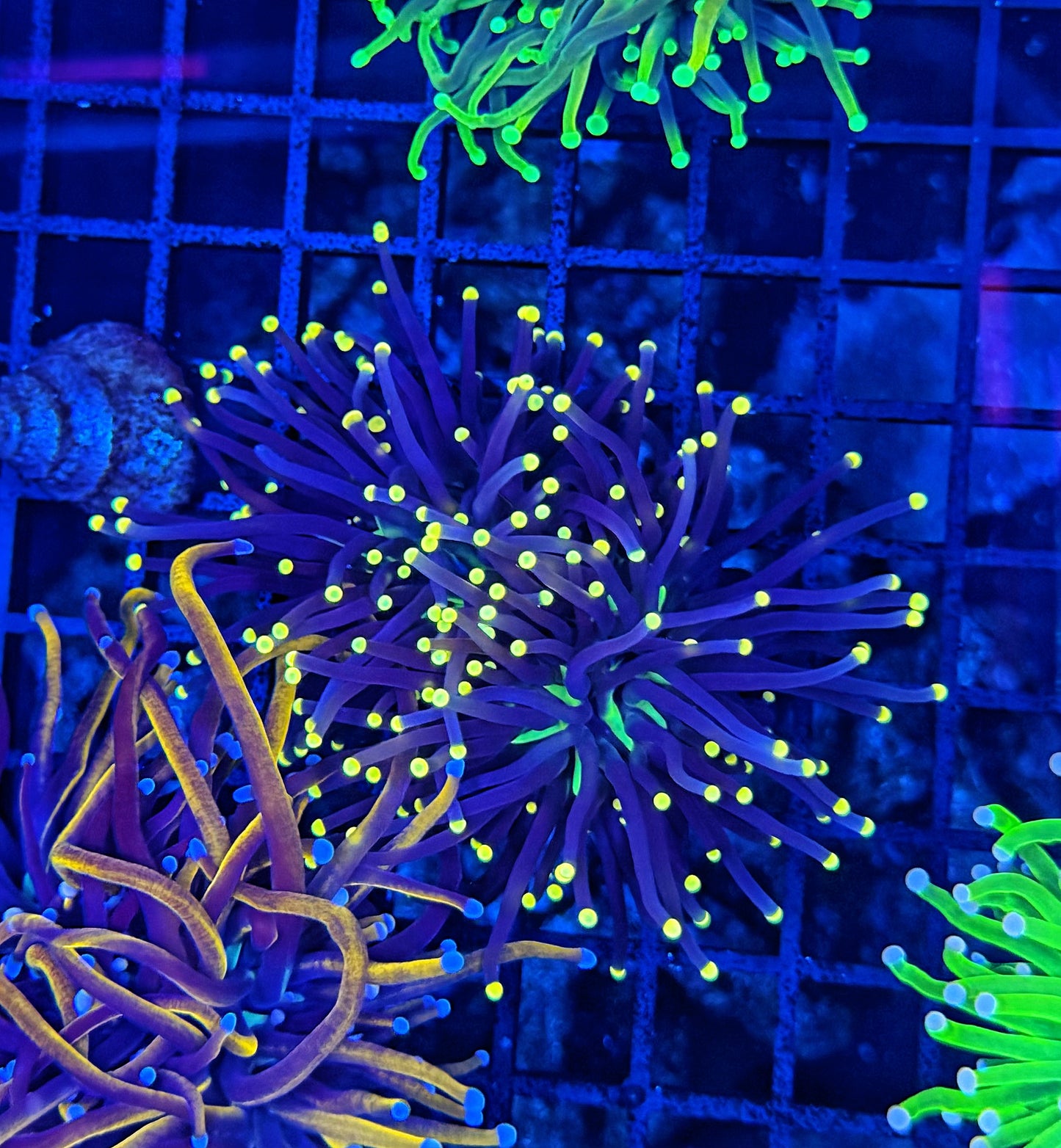 Black light Torch L