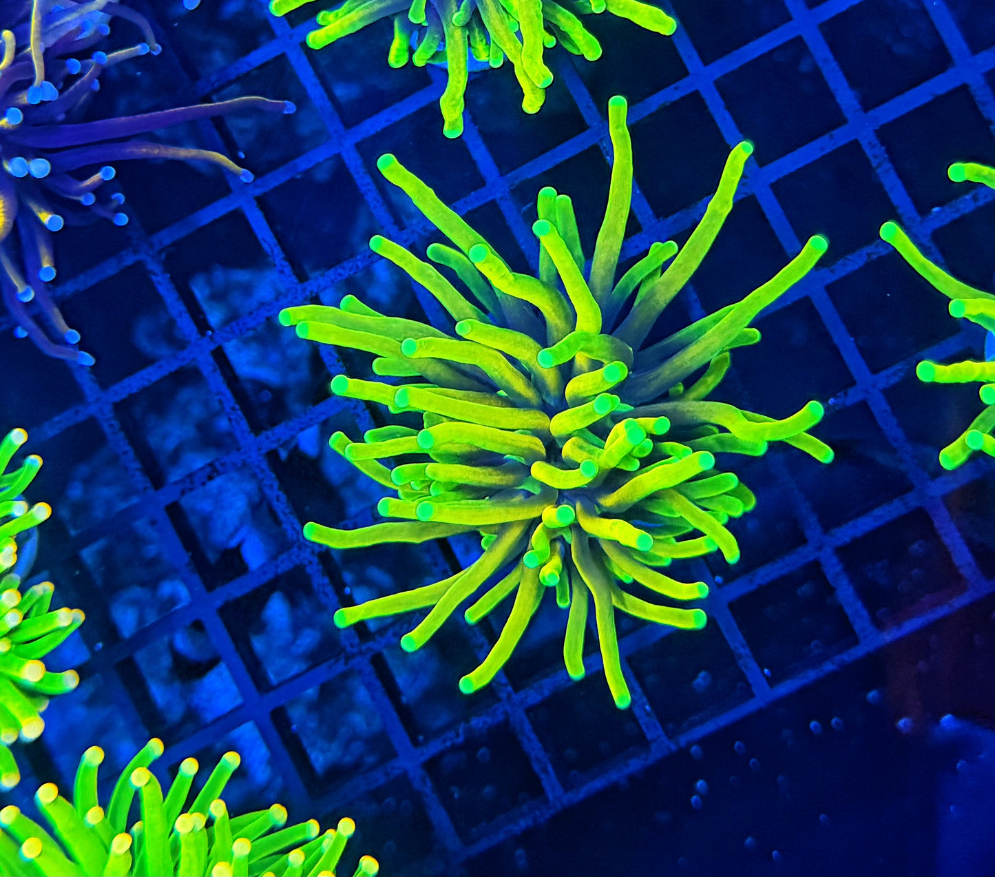 Neon Highlighter