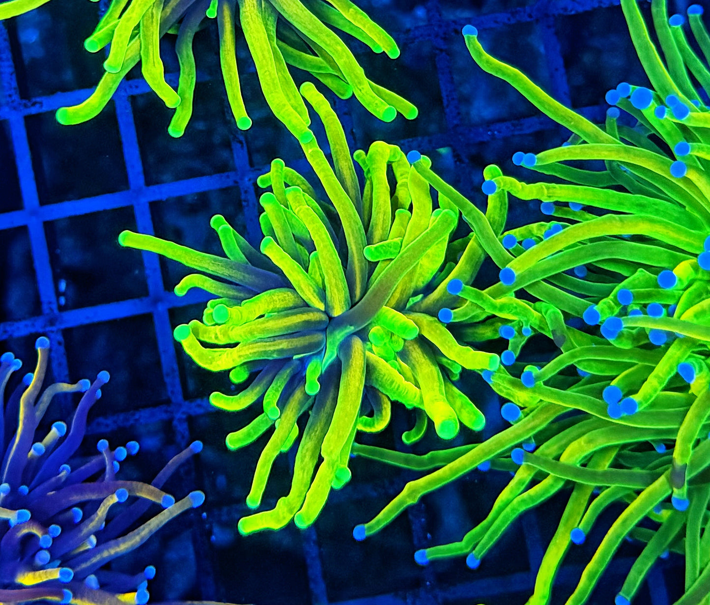 Neon Highlighter