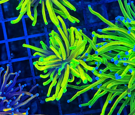 Neon Highlighter