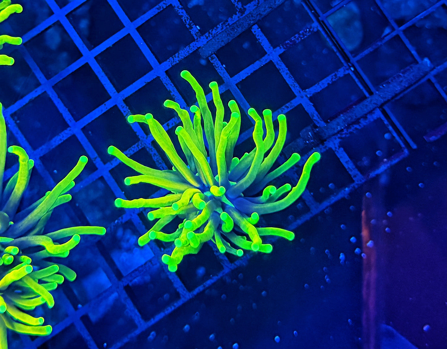Neon Highlighter