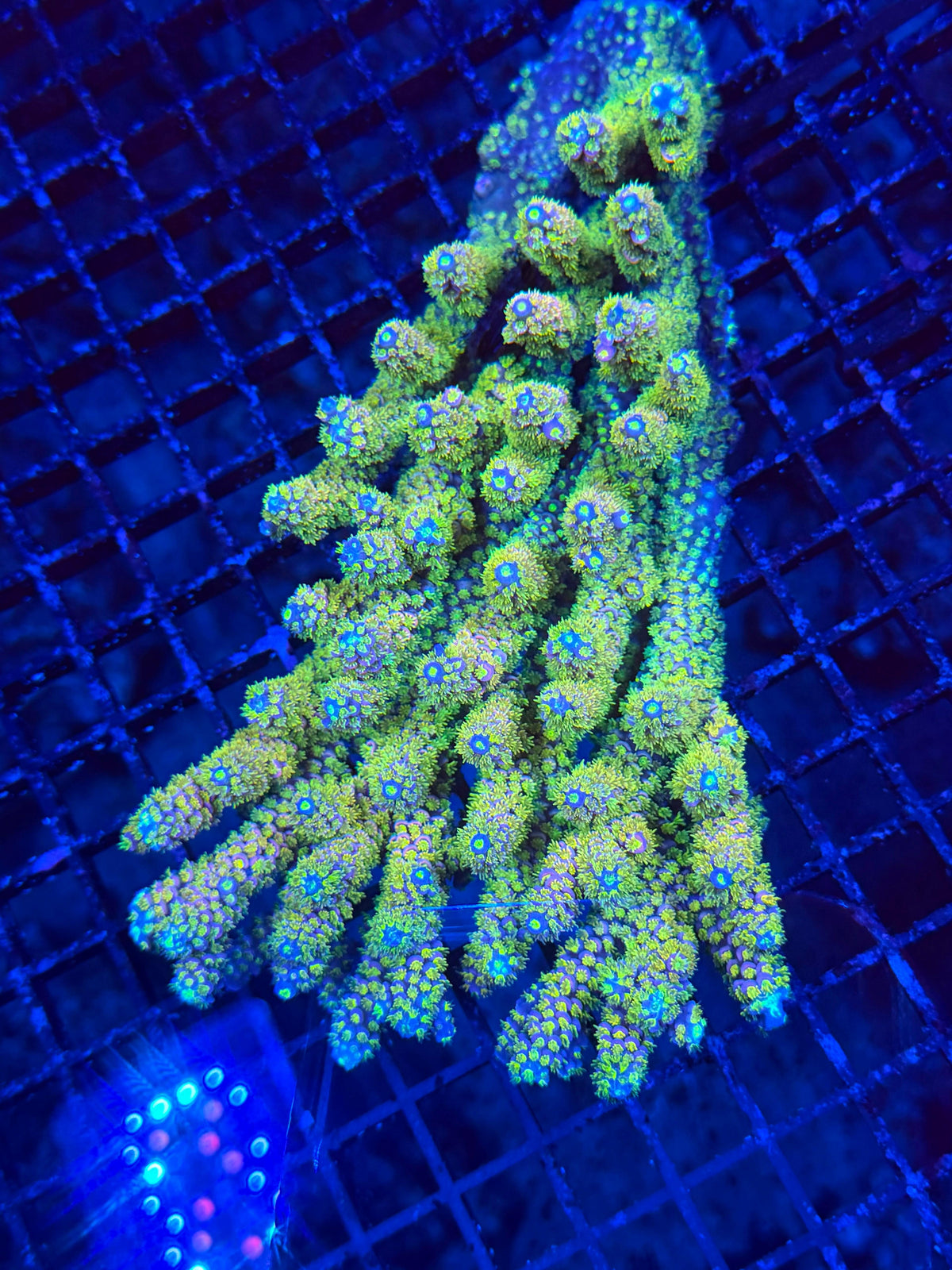 OCK Star Lust