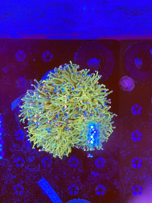 Indo Green colony
