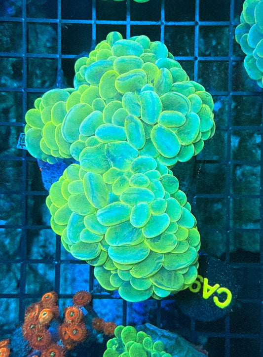 Bubble Coral
