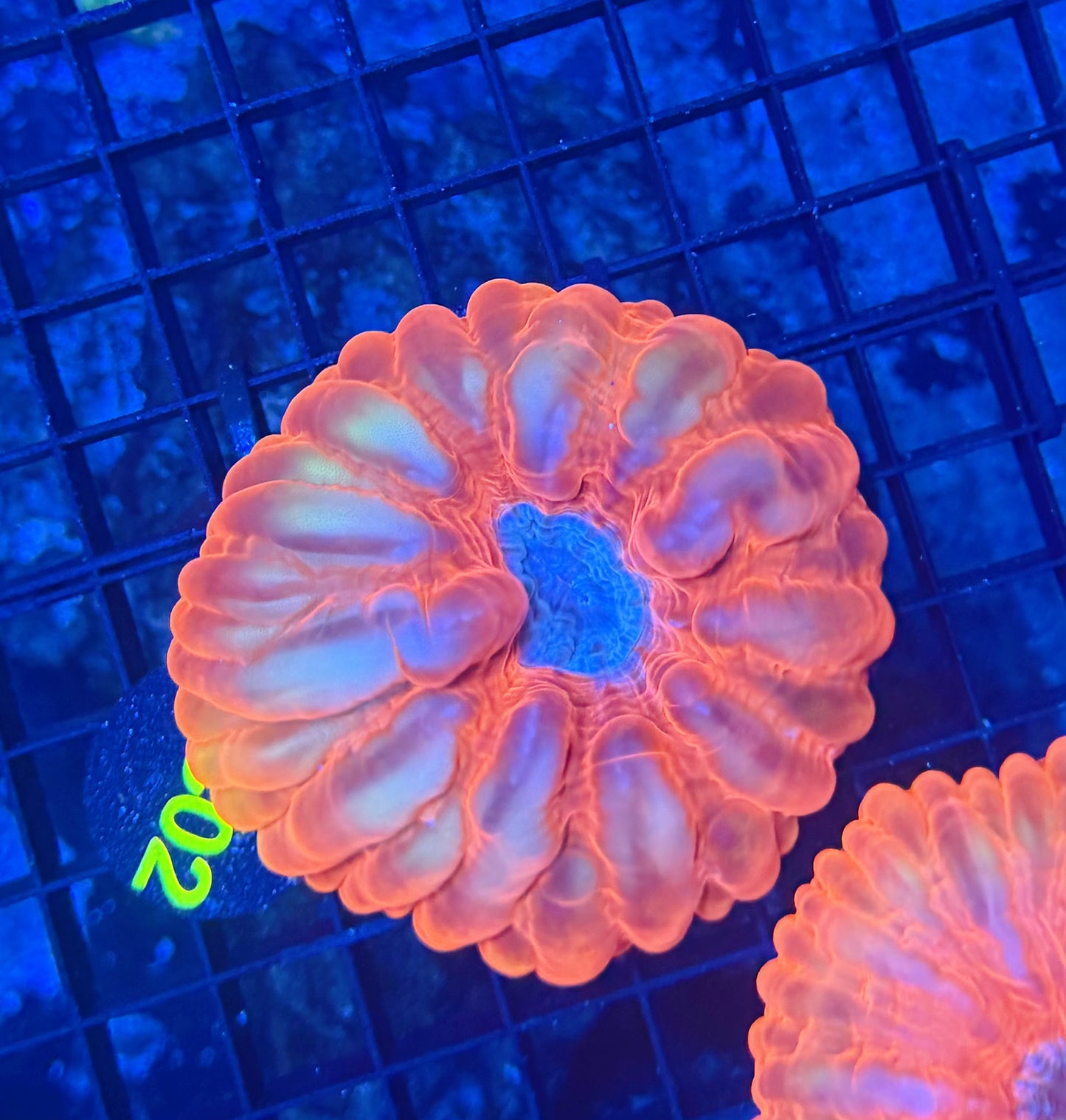 malay cynarina clearance