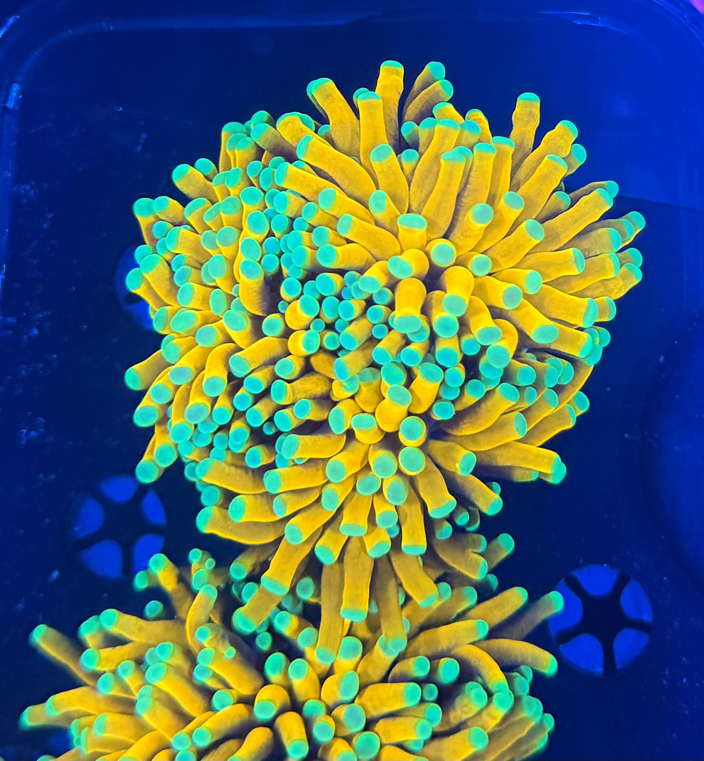 Asian banana XL