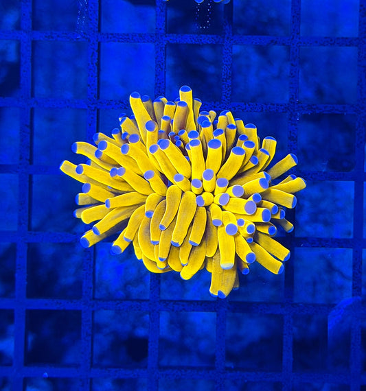 malay tartar gold