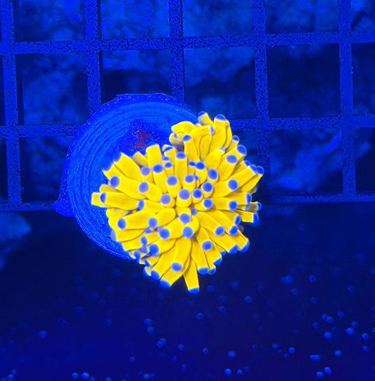 malay tartar gold